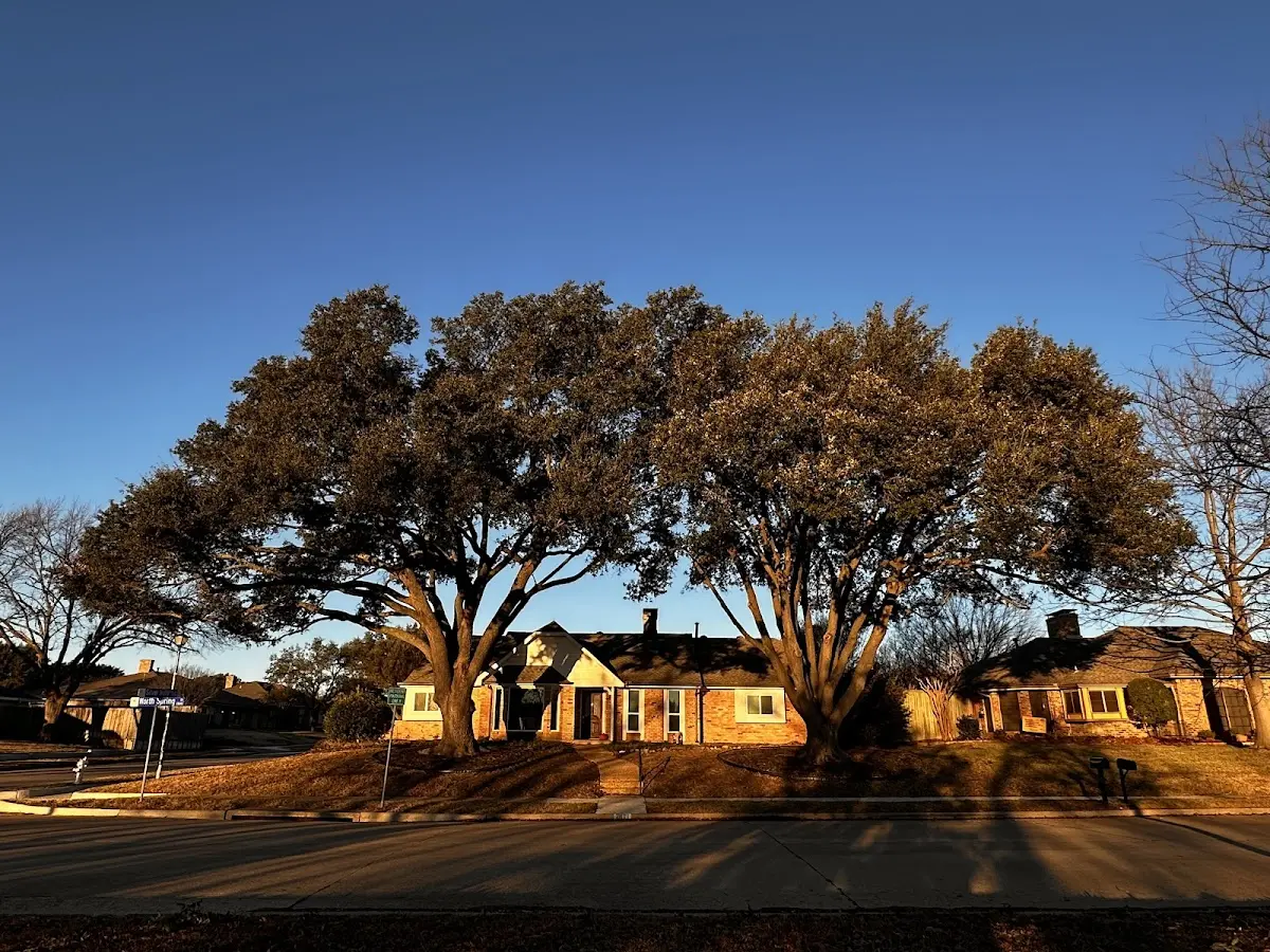 Established residential canopy tree shading a home in Battle Lake