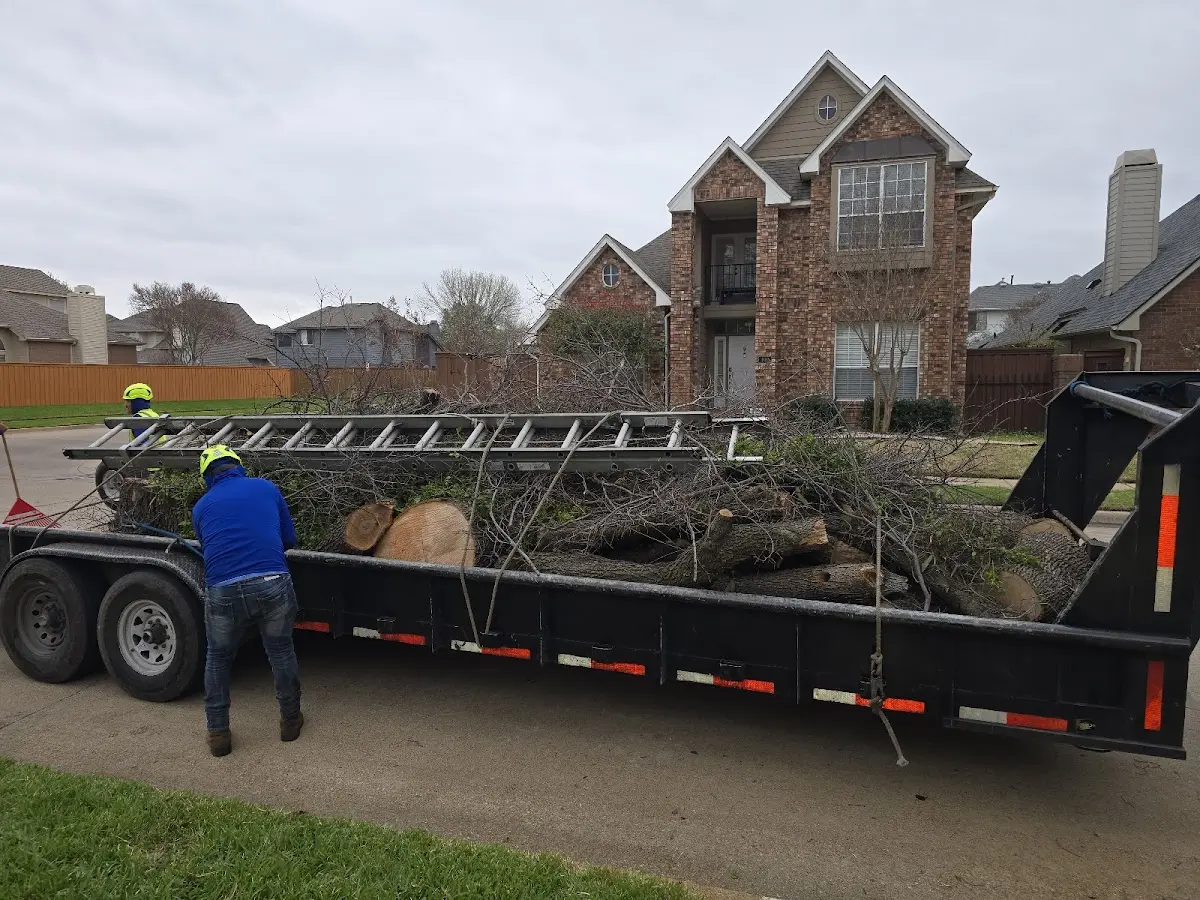 Expert Tree Removal with proper safety equipment in Battle Lake